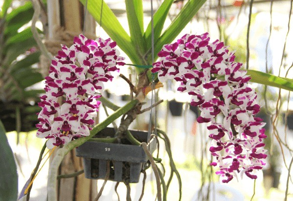 Dense, fragrant white and pink Rhynchostylis gigantea 'Foxtail' orchid spike in full bloom.