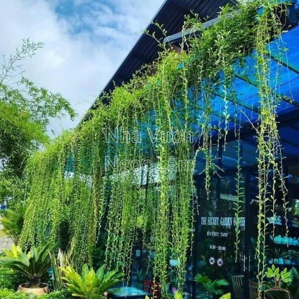 Dense green Curtain Vine foliage cascading downwards