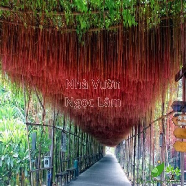 Dense green foliage of a Hanging Root Vine with long aerial roots