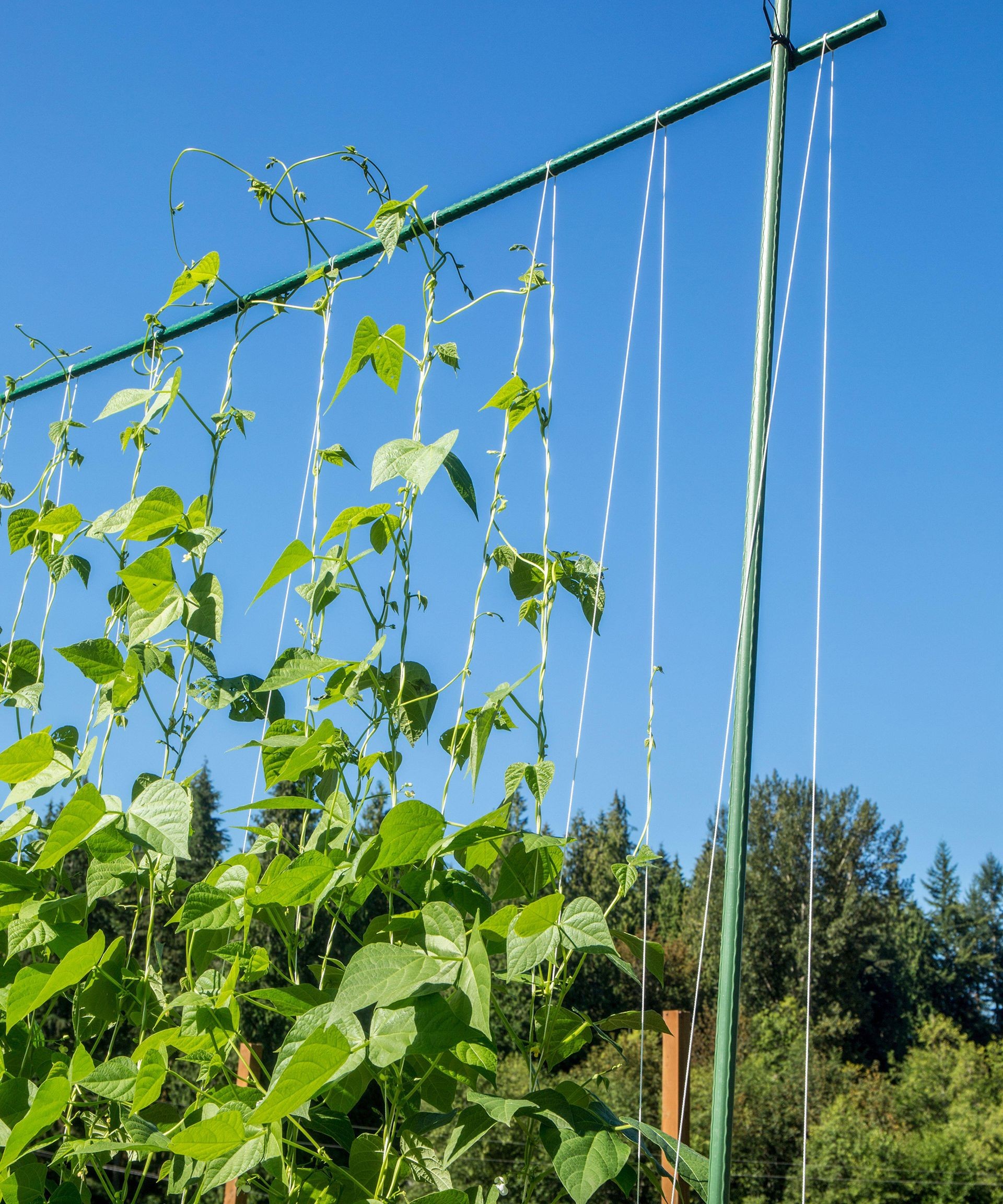 Dense growth of vining plants supported by a simple string trellis system in a garden.