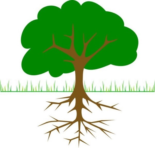 Description of a fruit tree with a prominent taproot growing deep into the soil layer, illustrating its anchoring function.