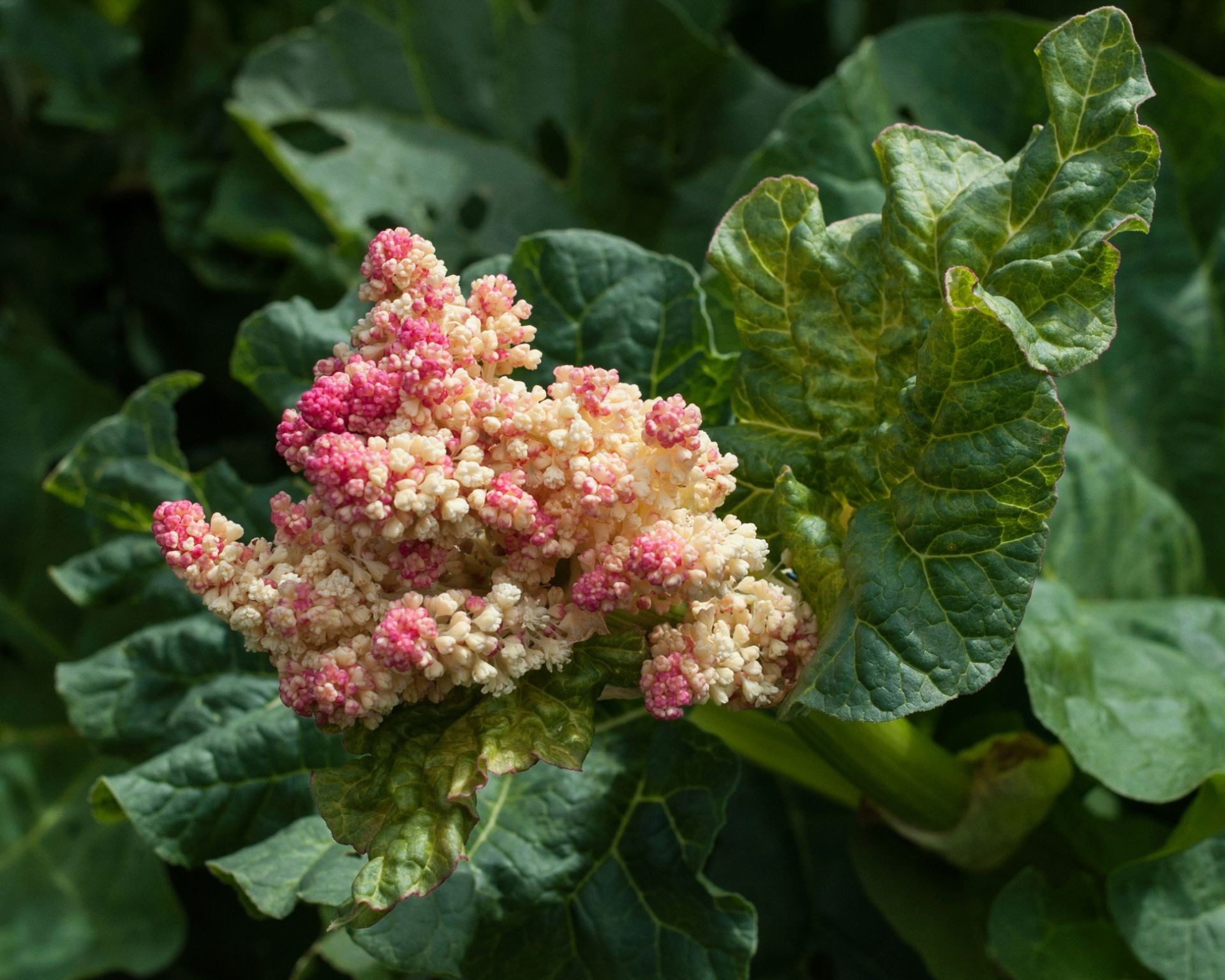 Detailed close-up of a fully opened rhubarb flower panicle, showcasing its creamy-white florets.