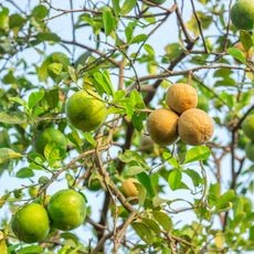 Detailed view of a lemon tree branch exhibiting lesions characteristic of citrus canker disease