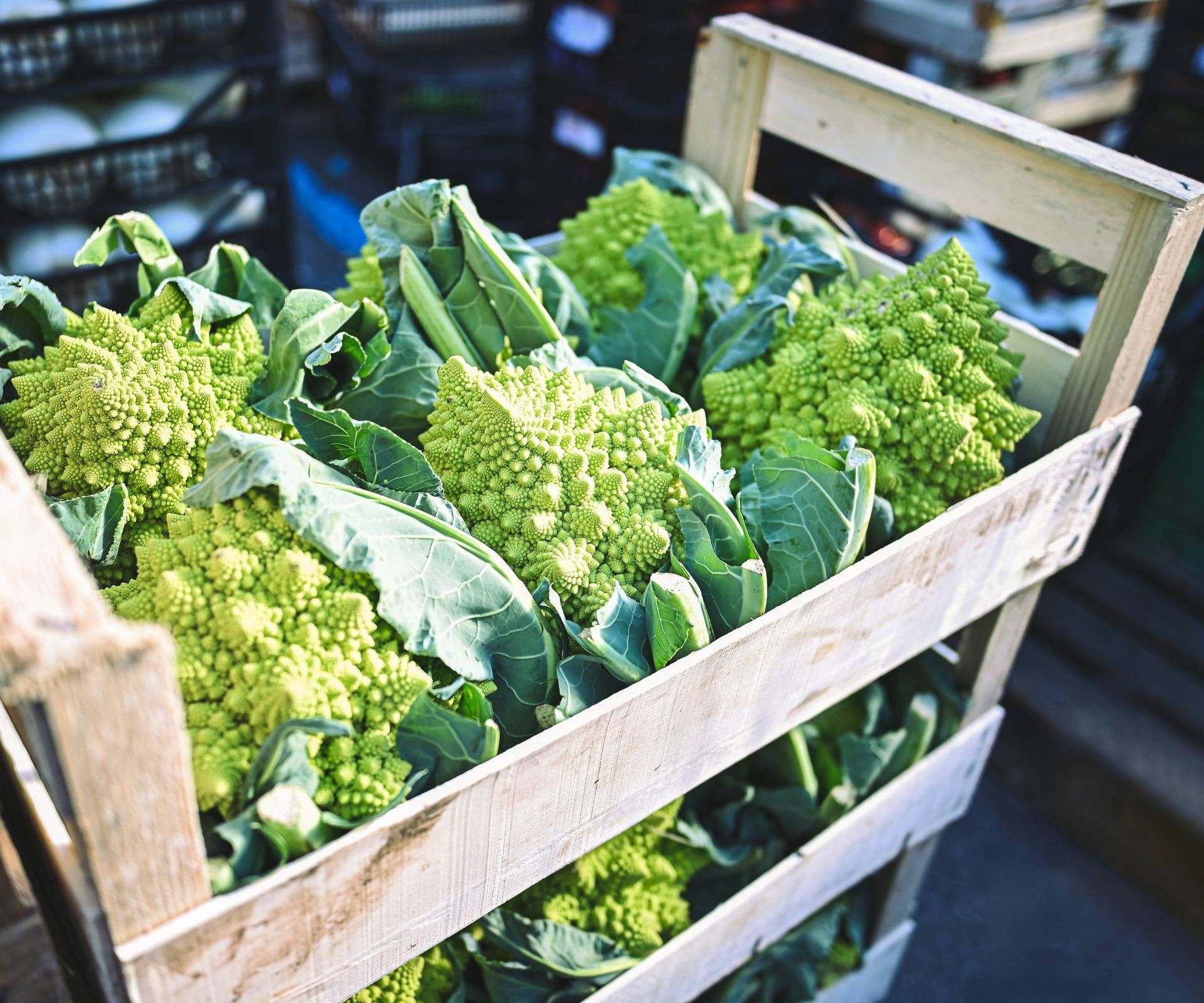 Detailed view of Romanesco broccoli heads showcasing unique fractal pattern, hinting at diverse varieties