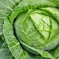 Detailed view of the tightly formed head of a green cabbage.