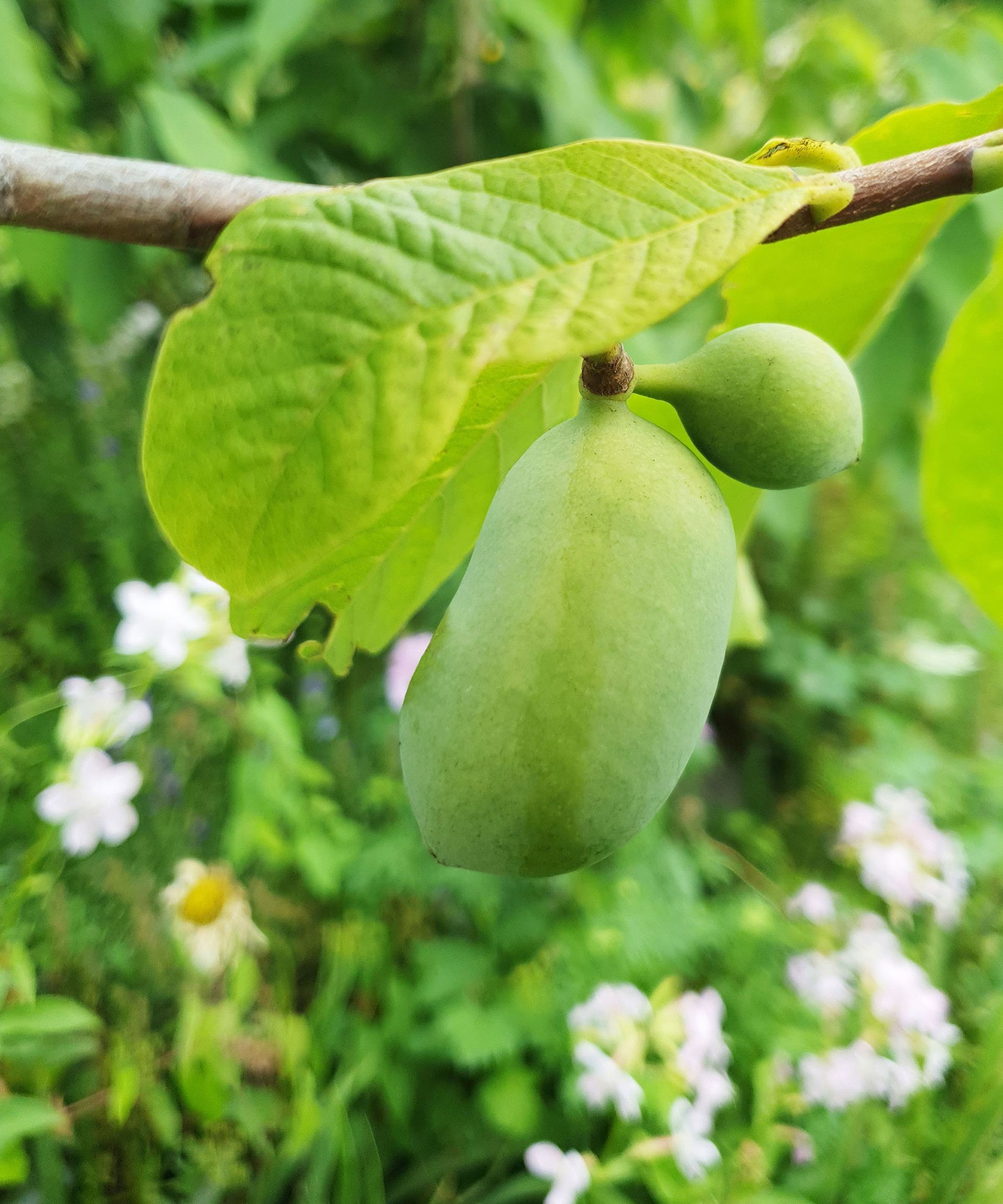 Developing green pawpaw fruit nestled among the leaves on a tree.