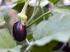 Diseased eggplant fruit showing signs of Phomopsis Blight rot