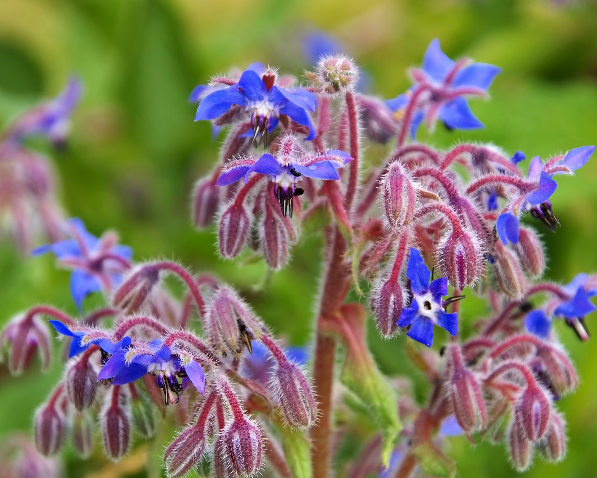 Distinctive blue star-shaped borage flowers attracting beneficial insects and improving soil for tomato plants.