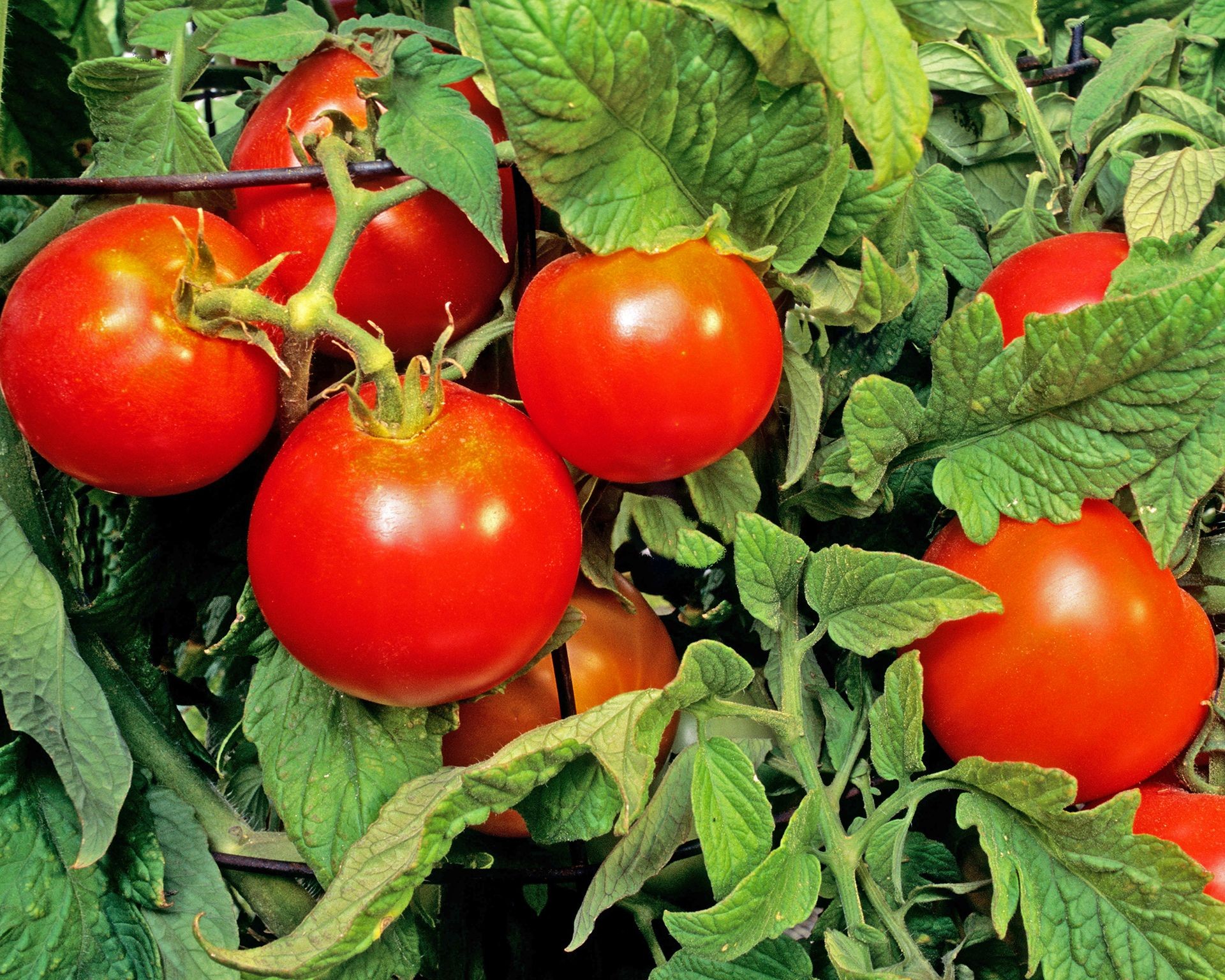 Early Girl globe tomatoes ripening on the vine, typical of the round, slicing varieties found in markets