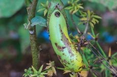 Eggplant fruit showing symptoms of Colletotrichum rot infection