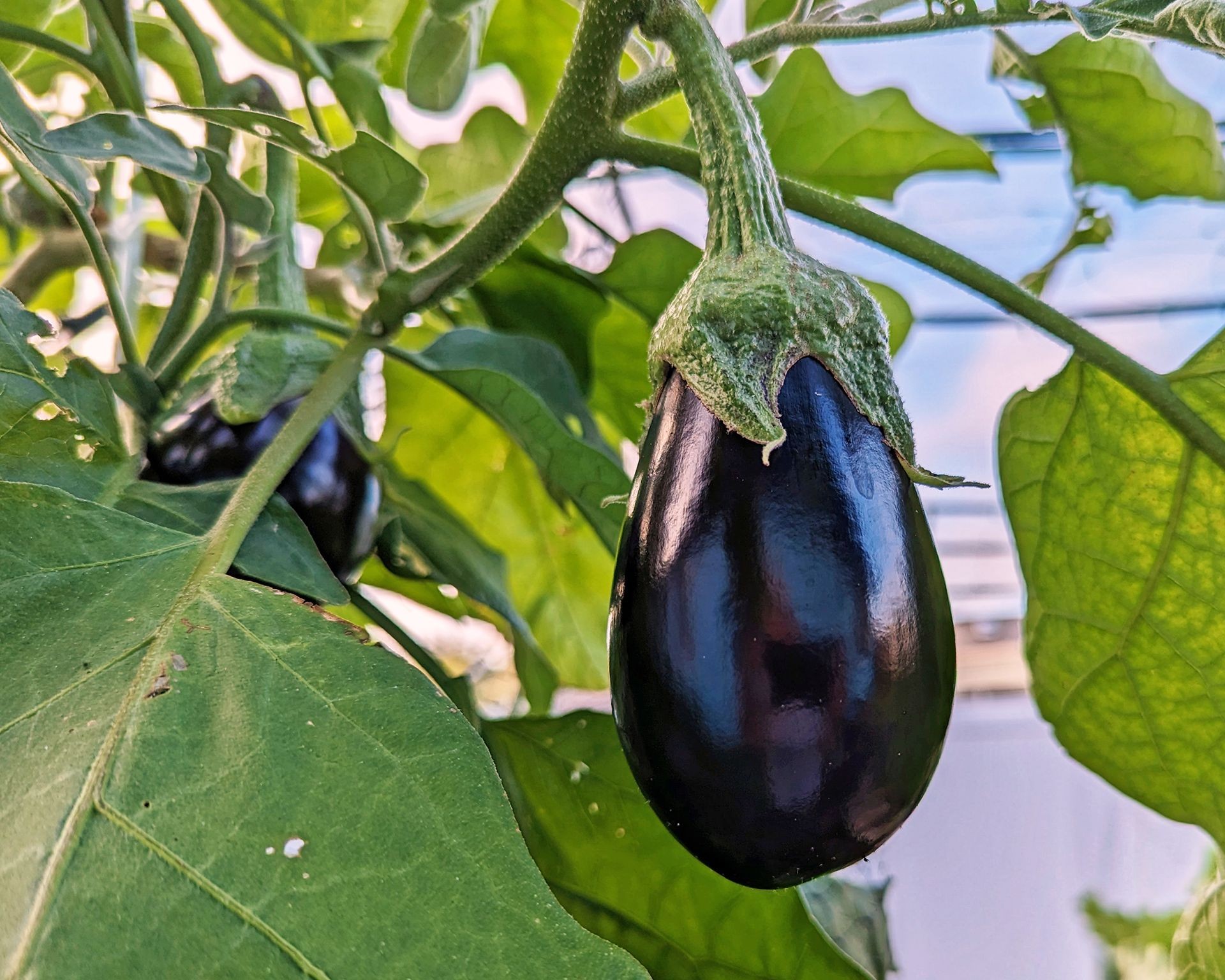 Eggplant growing on vine