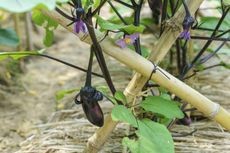 Eggplant plant supported by bamboo stakes