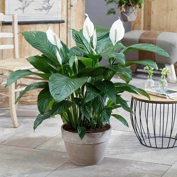 Elegant Peace Lily (Spathiphyllum) houseplant with white bloom