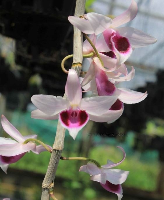 Elegant spray of colorful Dendrobium 'Hoàng Thảo' orchids with strong stems.