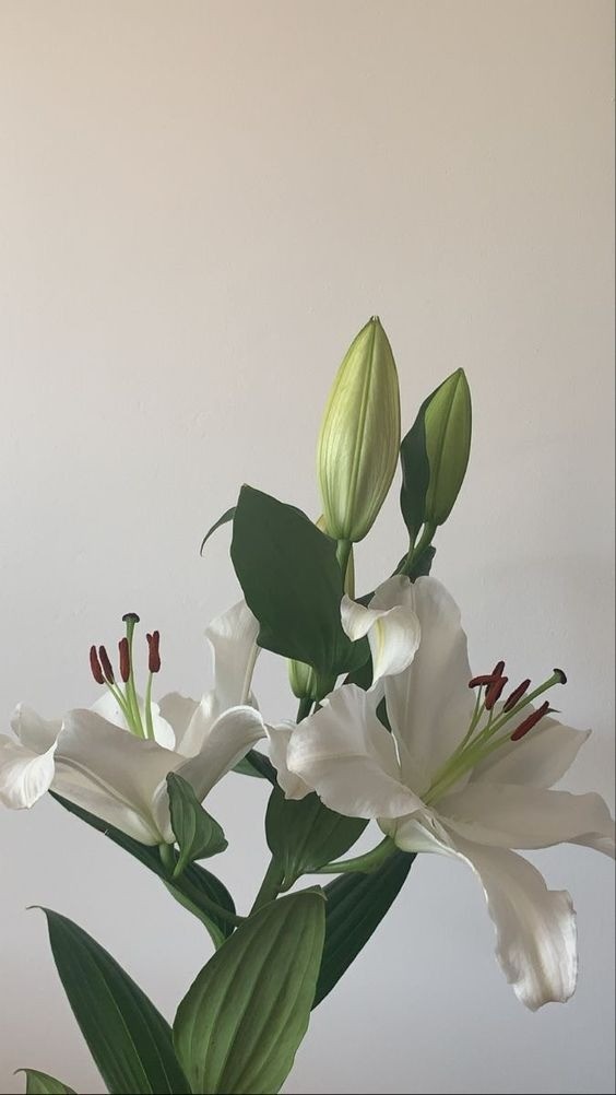 Elegant white Lily flowers (Hoa Ly) known for their sweet fragrance and luxurious appearance.