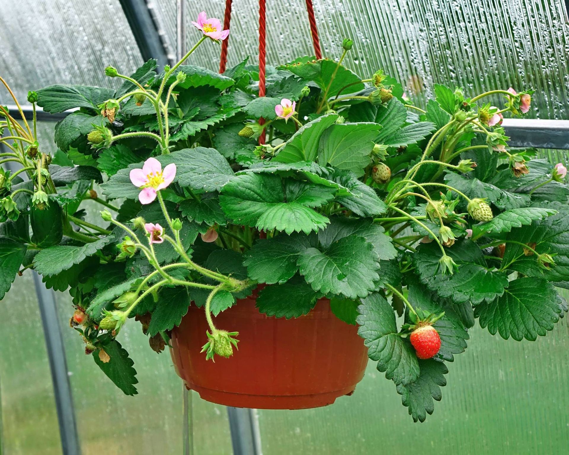 Everbearing strawberry plants in a hanging basket featuring vibrant pink flowers and ripening fruit