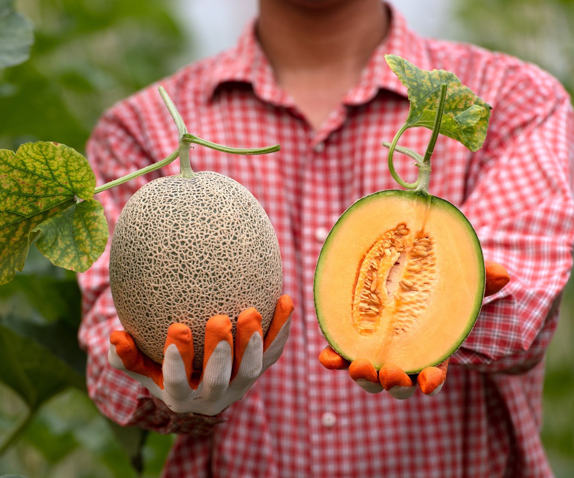 Examining a whole and a cut cantaloupe to check for ripeness signs like netting and color
