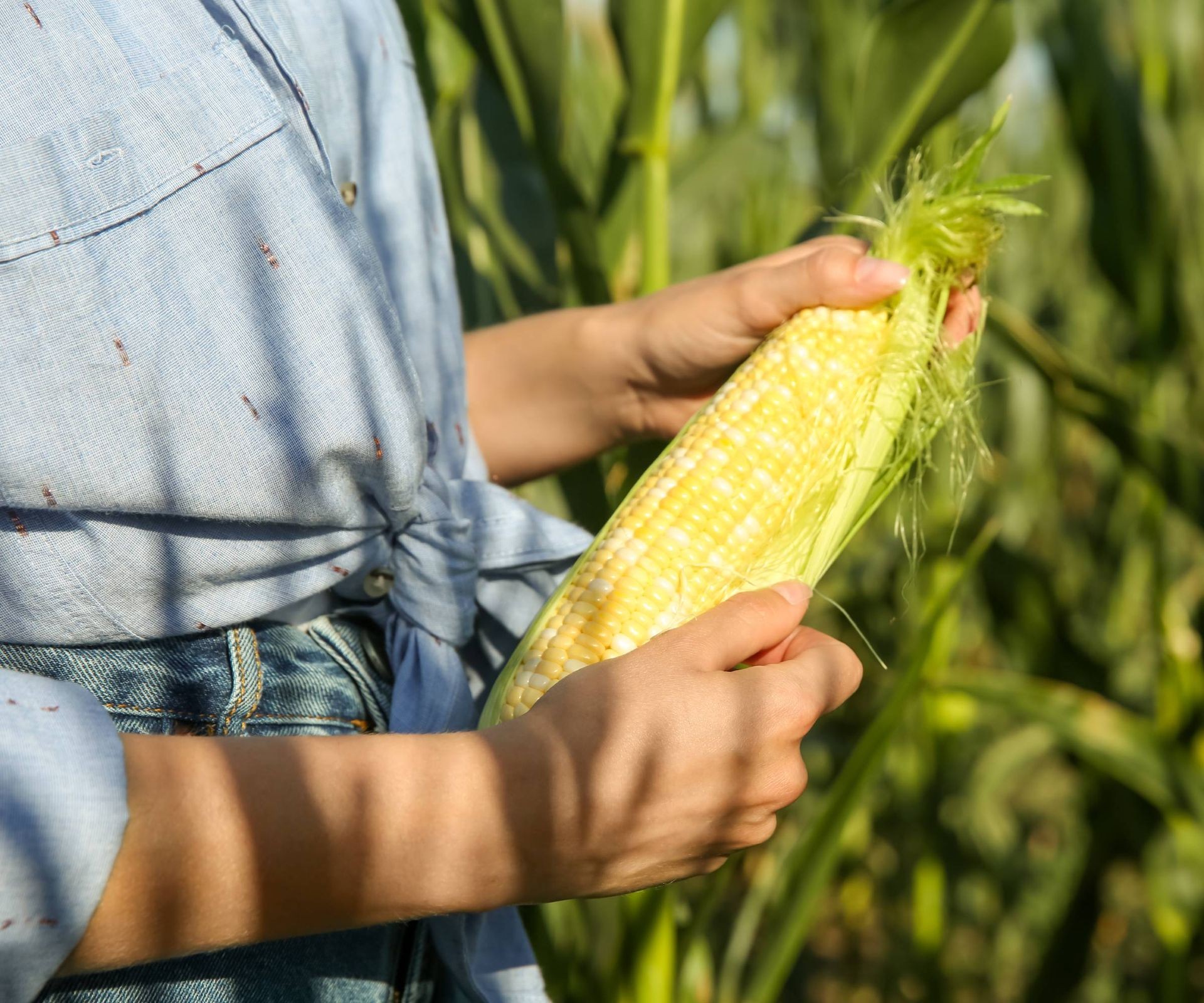 Examining fresh sweet corn kernels after removing husk and silk