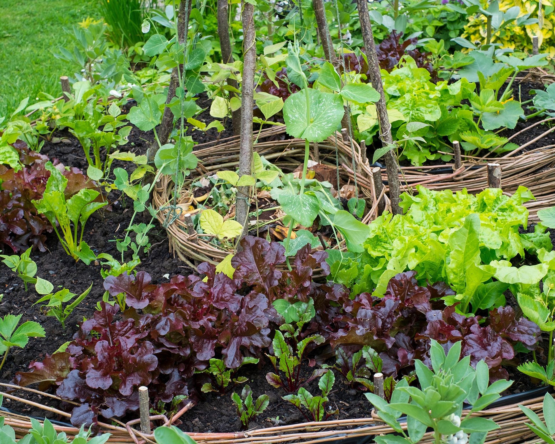 Example of a keyhole-shaped raised garden bed design, optimizing space and compost access.