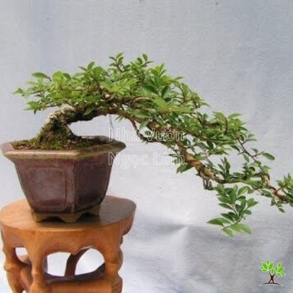 Example of a large ornamental fig tree bonsai with a strong trunk and well-developed branch structure.