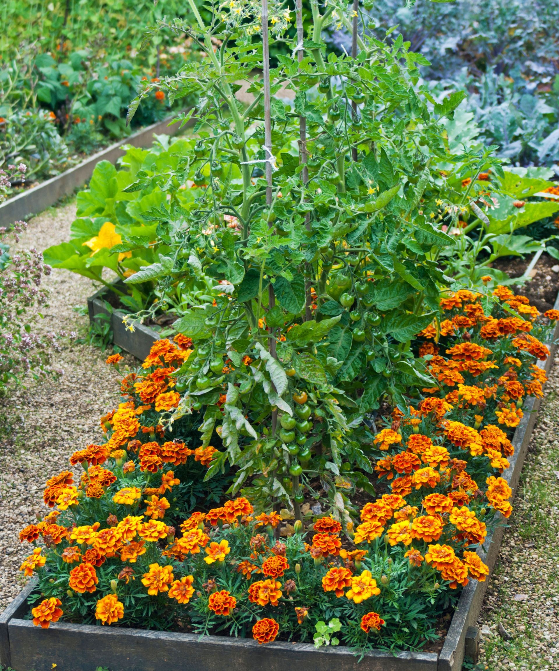 Example of companion planting tomatoes with marigolds in a garden bed