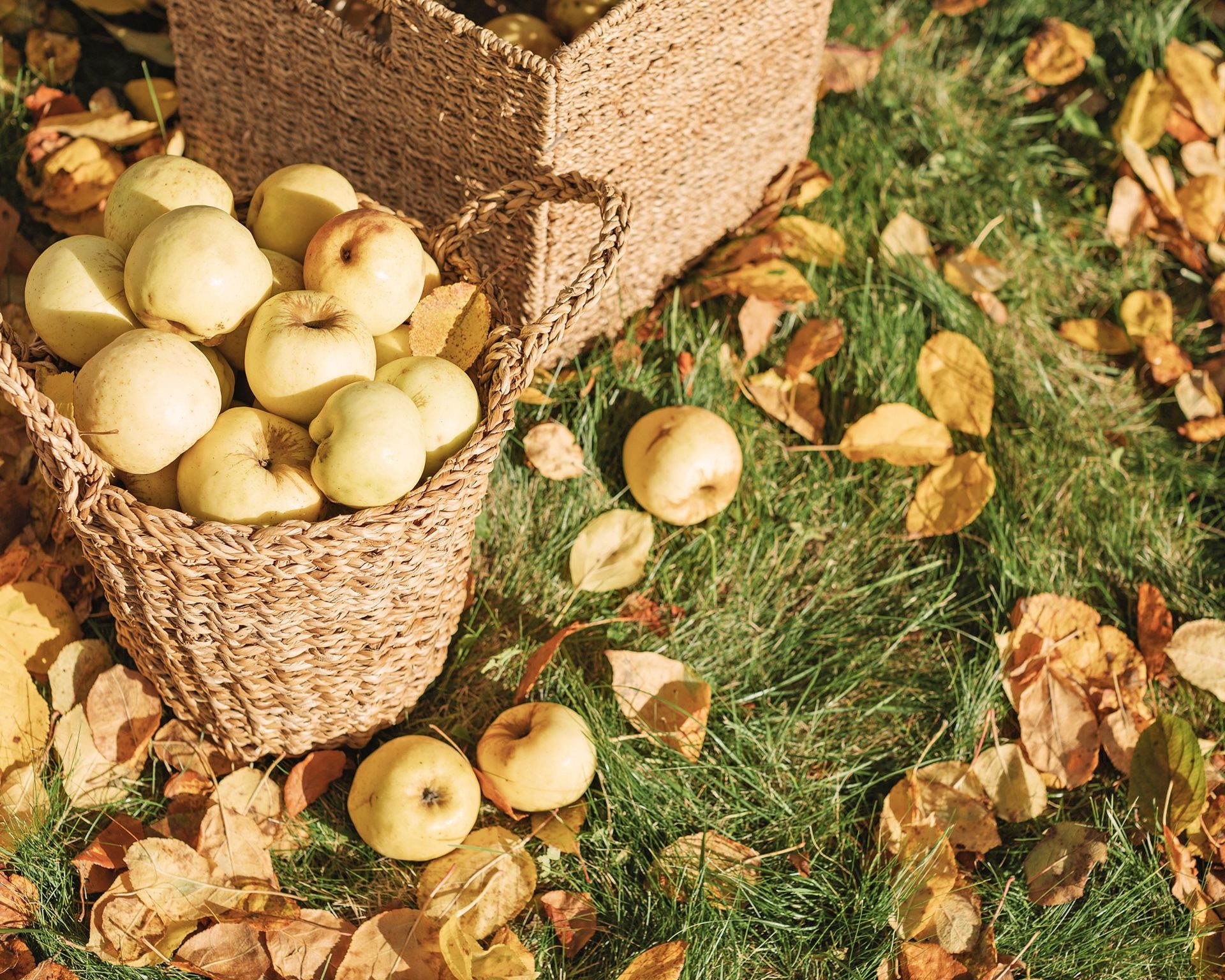 Fallen apples and leaves littering the ground near baskets of harvested fruit, highlighting the need for cleanup
