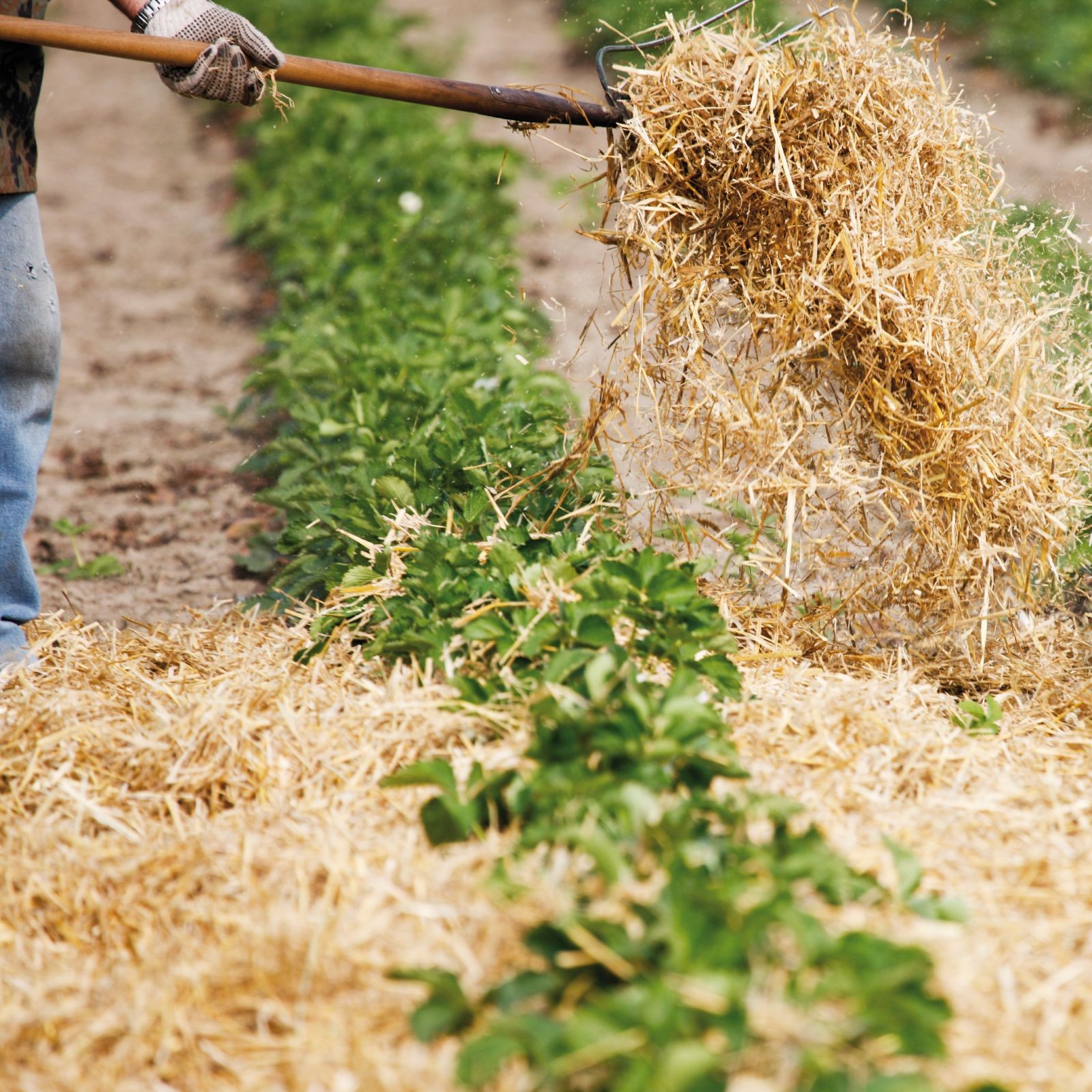 Farmer applies straw mulch around strawberry plants in a garden bed.