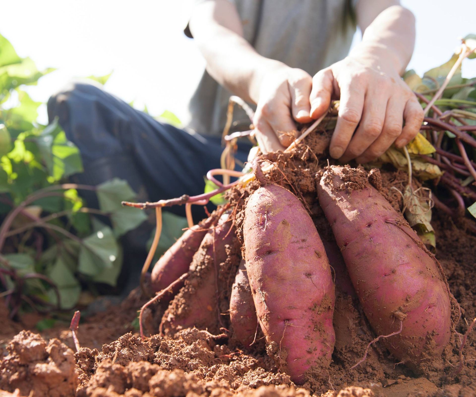 Farmer pulls bunch of sweet potatoes from soil