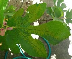 Fig leaf displaying classic symptoms of Fig Mosaic Virus with yellow patches