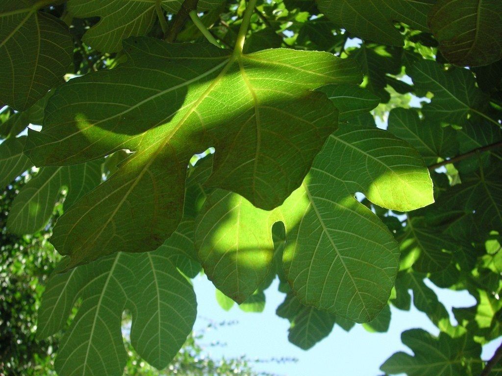 Fig tree branches covered in green leaves but bearing no fruit