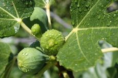 Fig tree leaves covered in water droplets after irrigation or rain