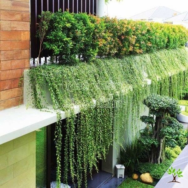 Fine green leaves and stems of a Trailing Daisy plant cascading from a pot on a balcony