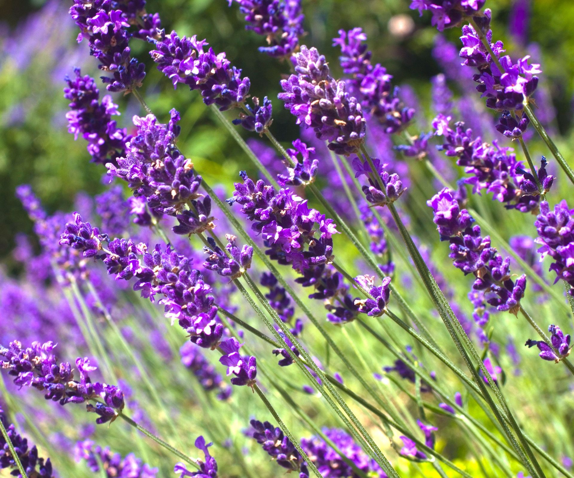 Fragrant purple lavender flowers in a garden, used as a companion plant to repel insects near tomatoes.