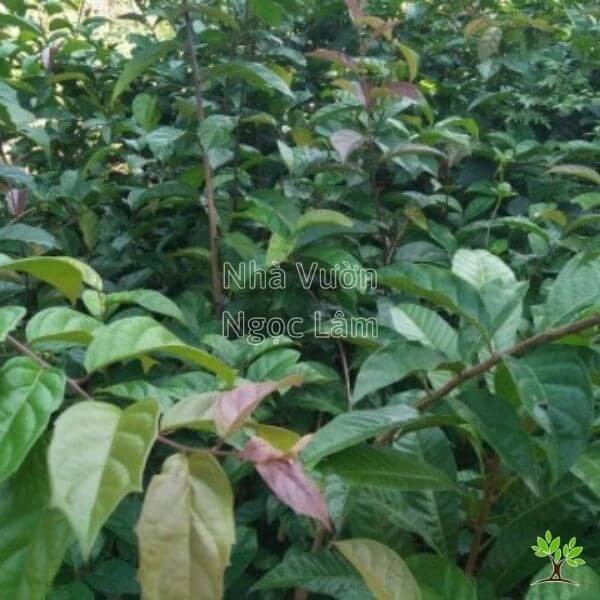 Fresh Celastrus hindsii (Xa Den) leaves displayed, highlighting the plant's vibrant green color and texture, used in traditional preparations.