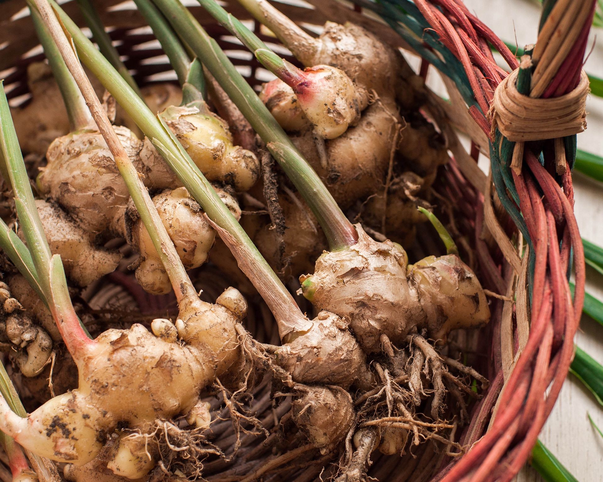 Fresh ginger root harvested and placed in a rustic basket