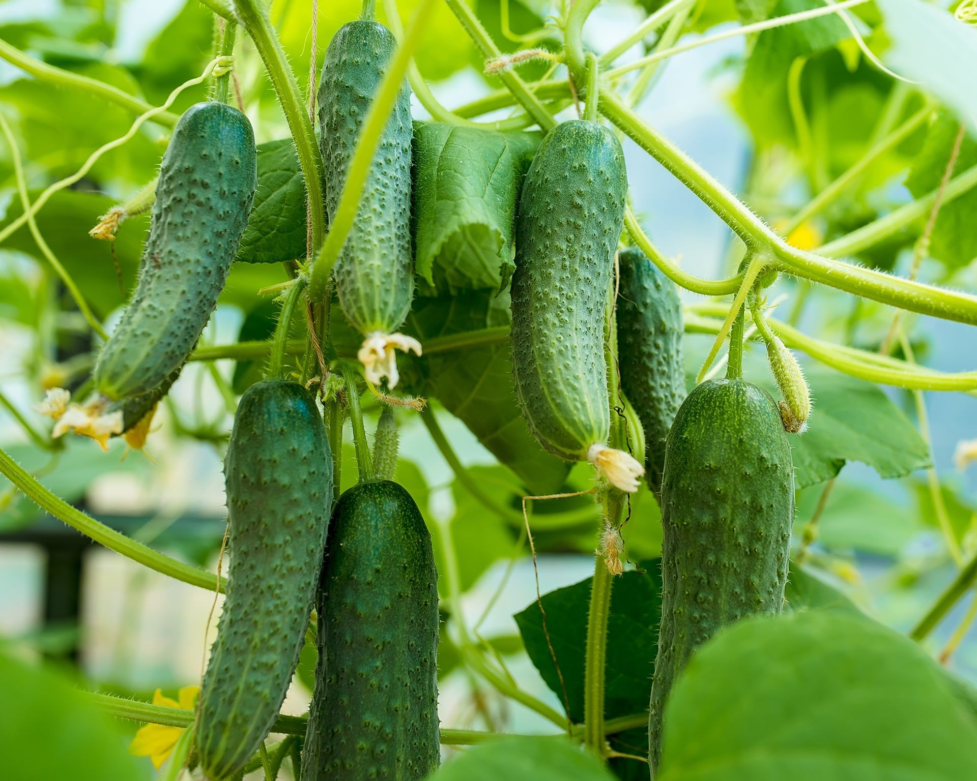 Fresh green cucumbers hanging from a vine in a garden setting.