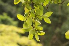 Fresh green guava leaves on a branch, suitable for making tea