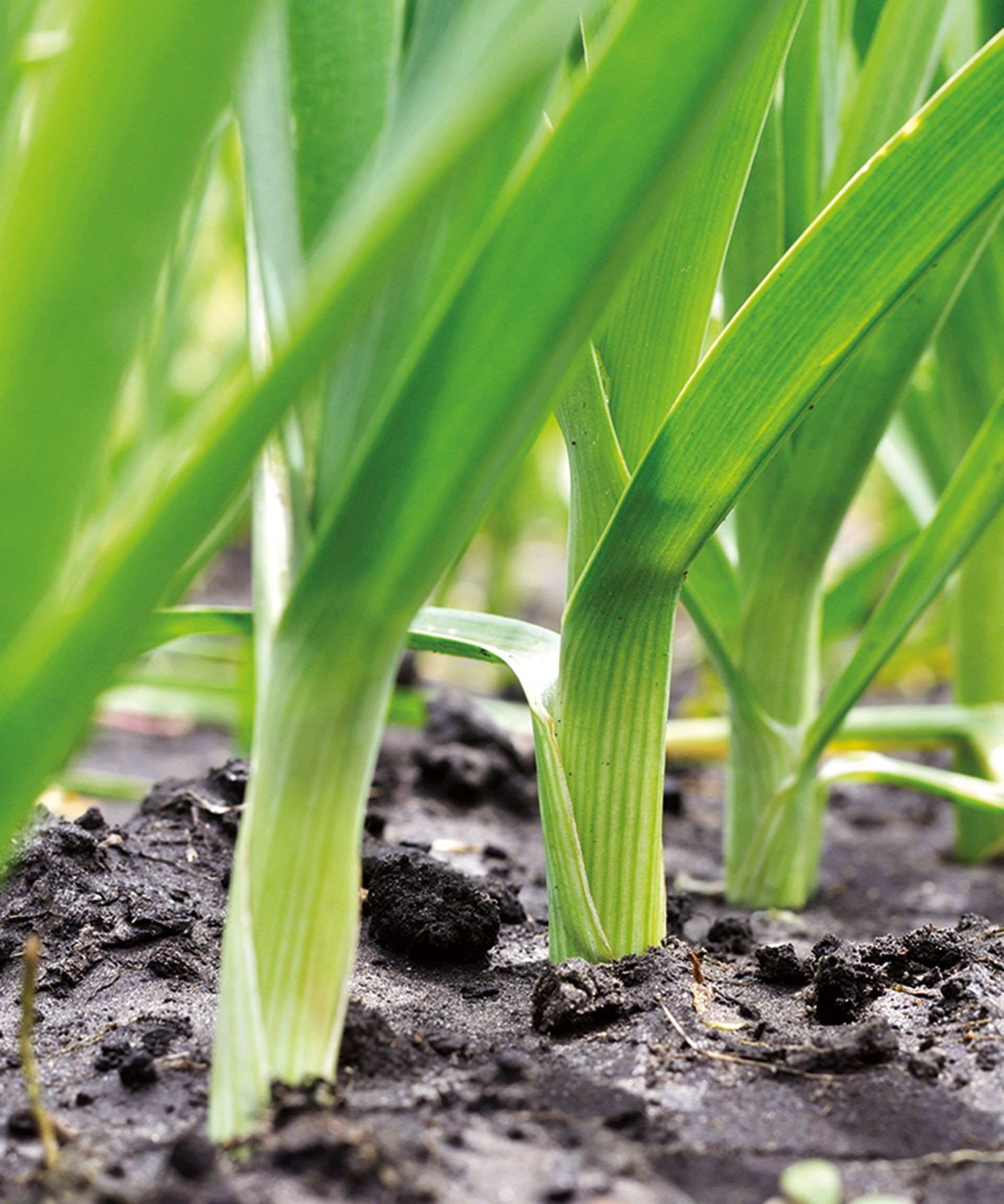 Fresh leeks growing vertically in rich garden soil, ready for a cut and come again harvest