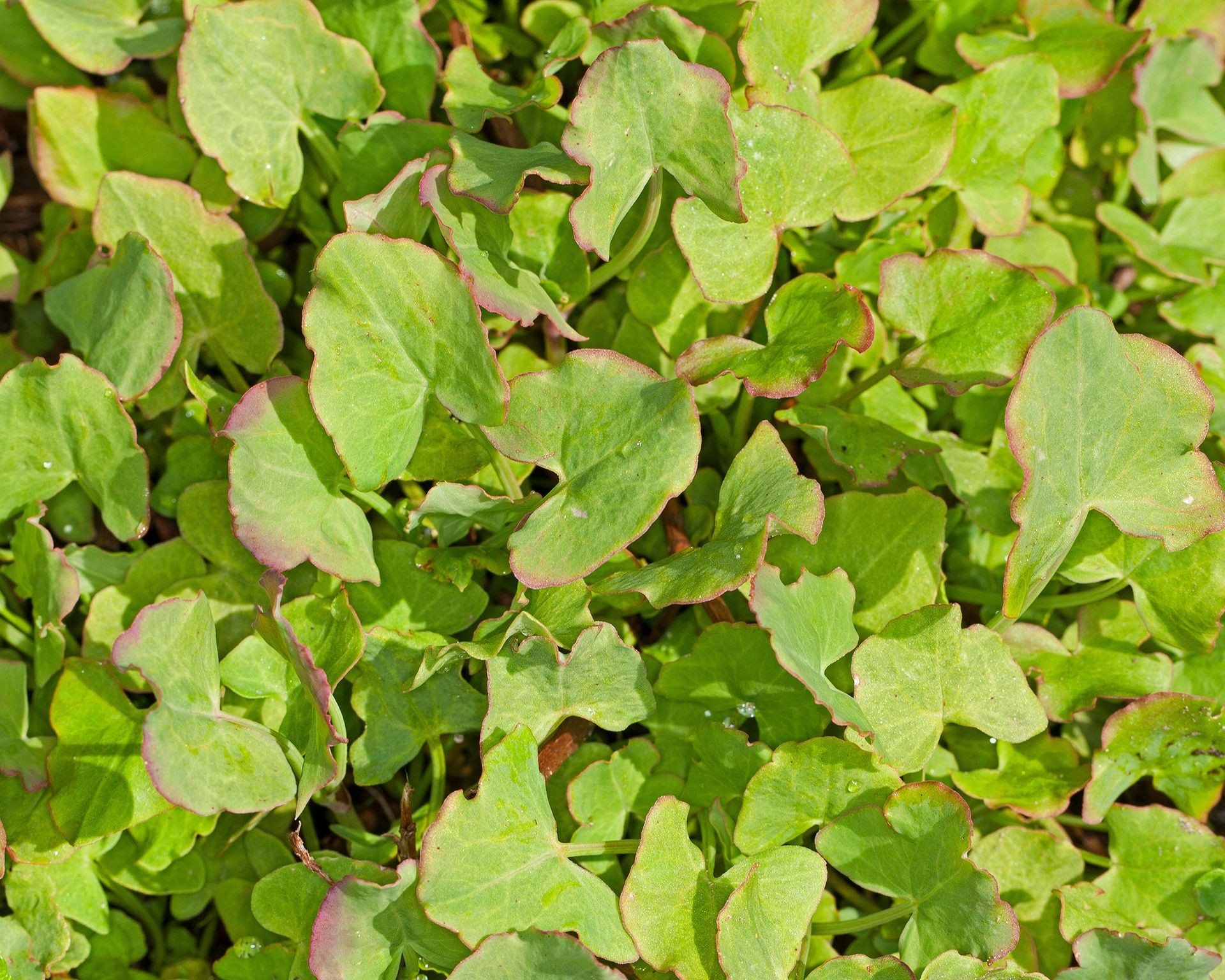 Fresh young leaves of French sorrel ready for harvest