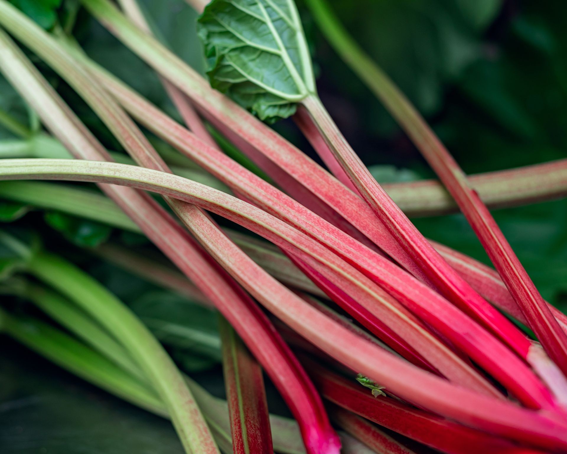 Freshly harvested bright red rhubarb stalks