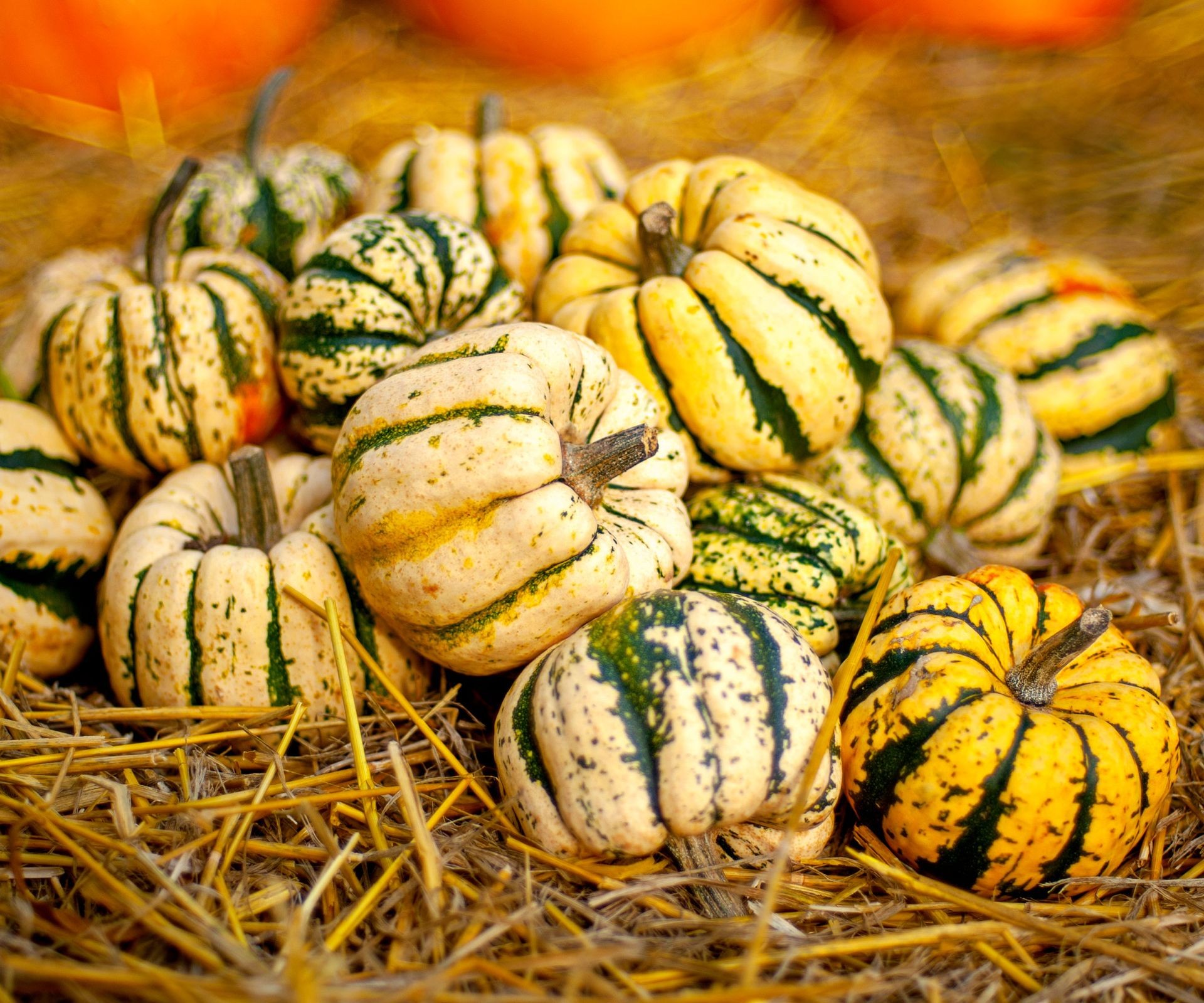 Freshly harvested carnival squash with varying colors and patterns