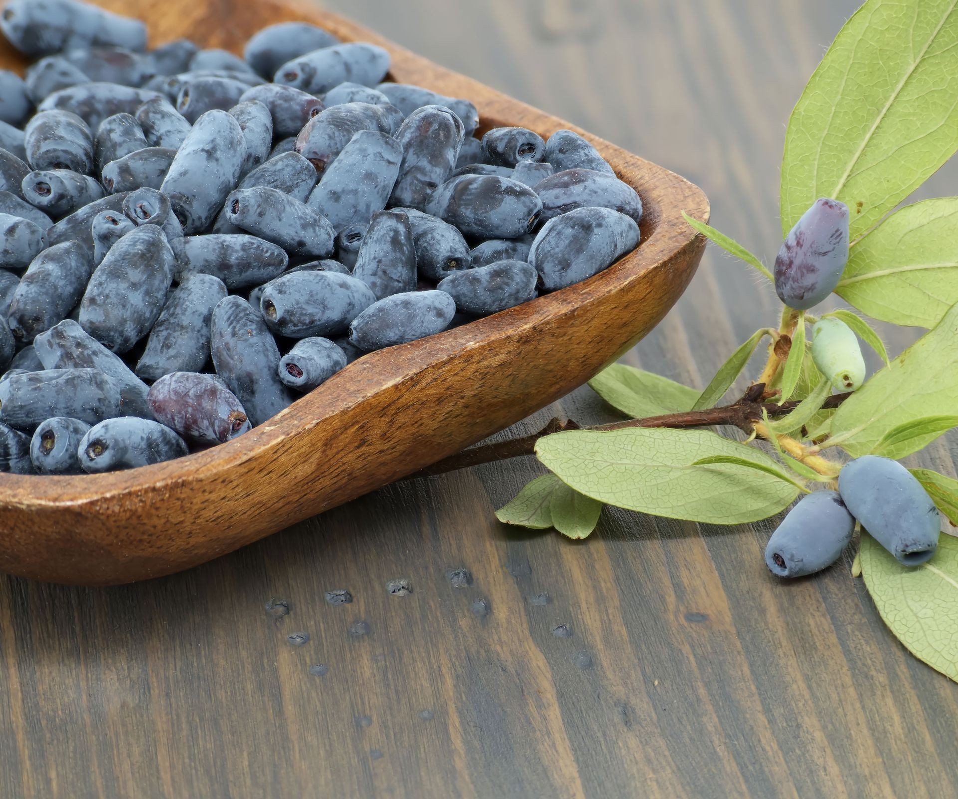 Freshly harvested dark purple-blue Honeyberries are gathered in a small wooden bowl