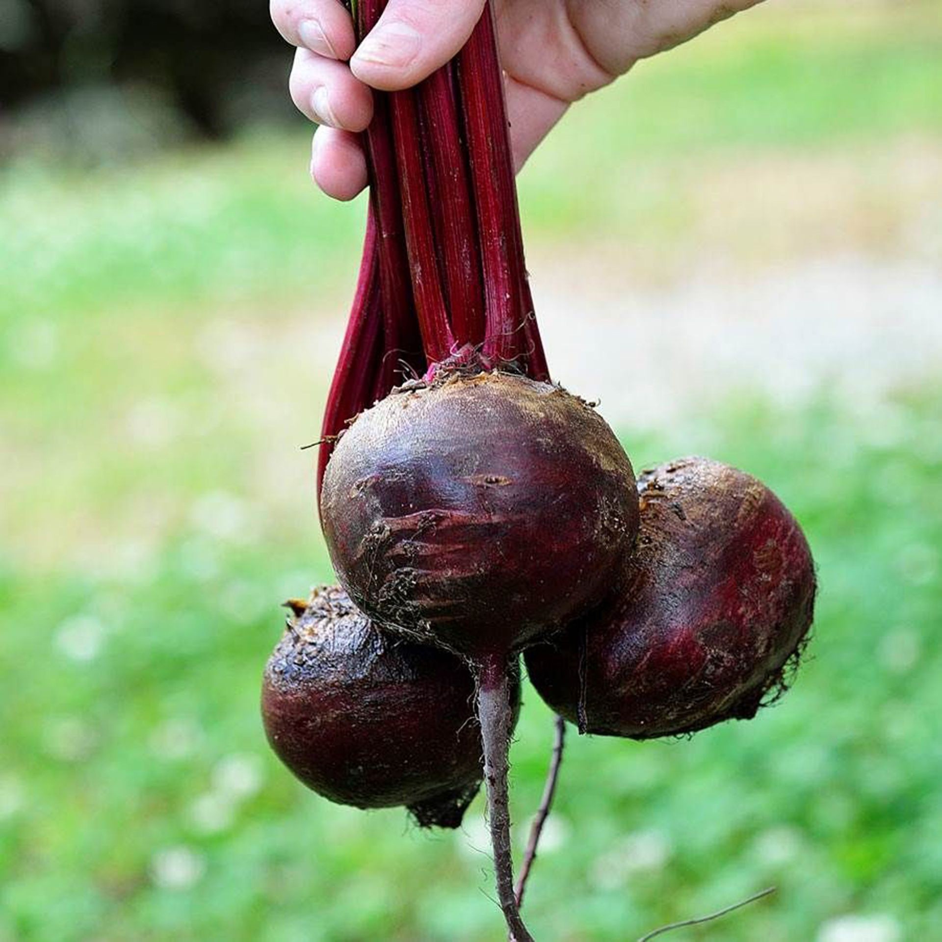 Freshly harvested deep red Detroit beets from a home garden.