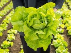 Freshly harvested head of lettuce with soil clinging to the roots