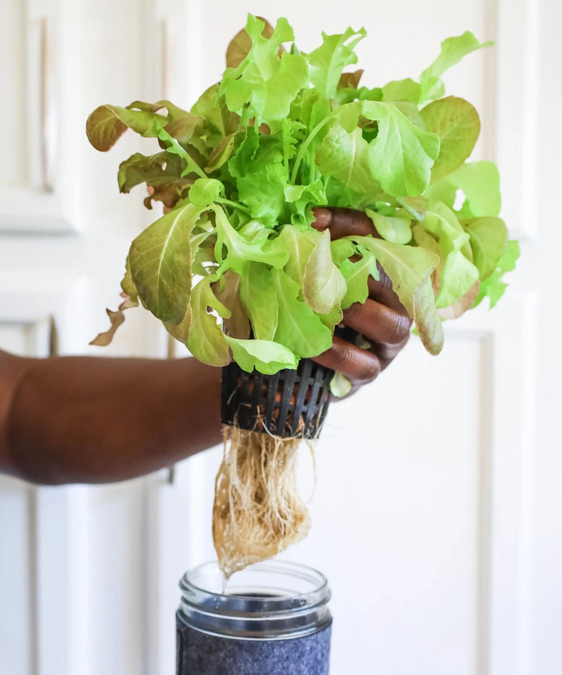 Freshly harvested hydroponic lettuce grown indoors