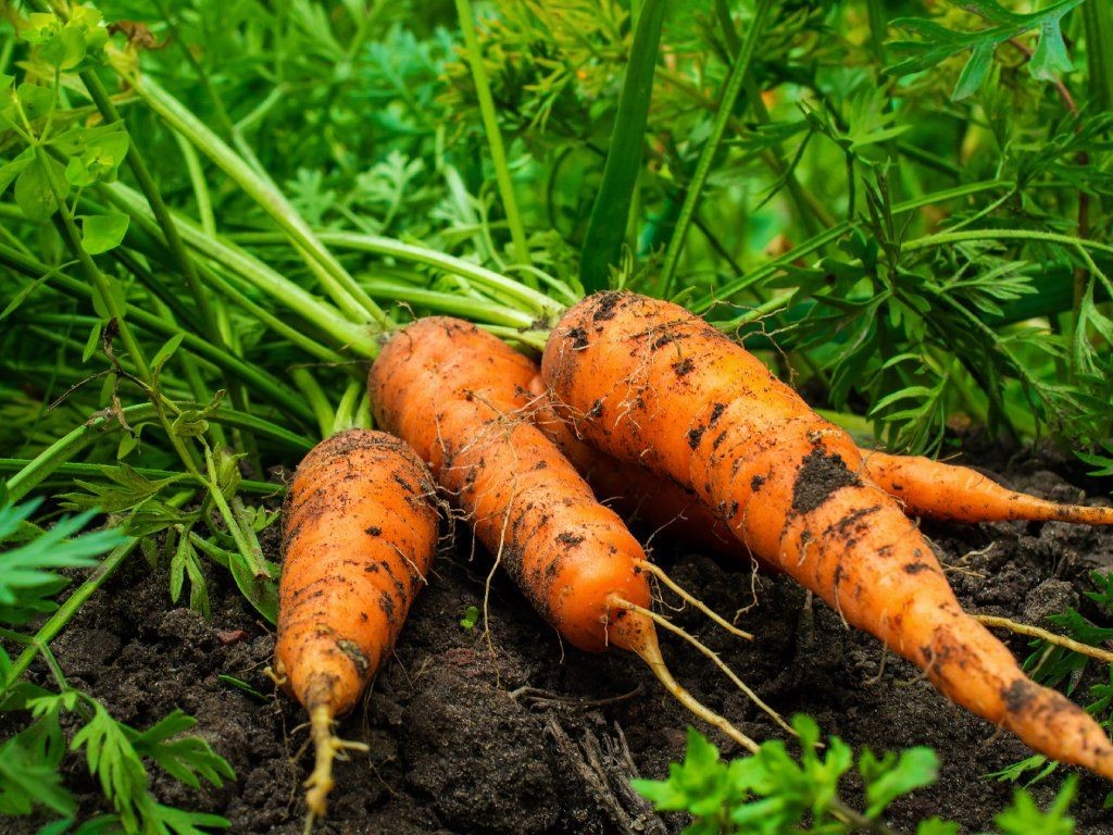 Freshly harvested orange carrots with soil clinging to roots