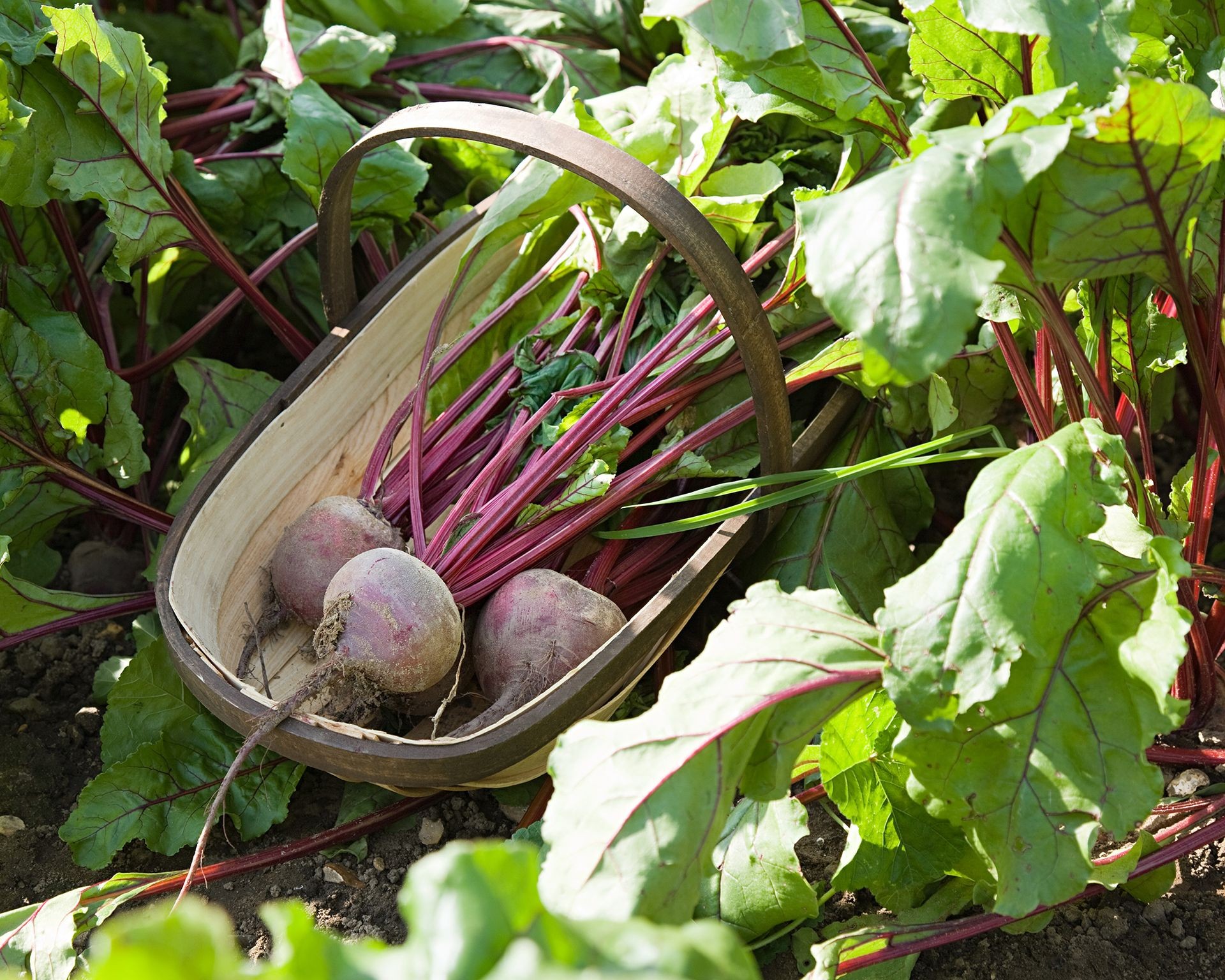 Freshly harvested red and golden beets in a metal trug