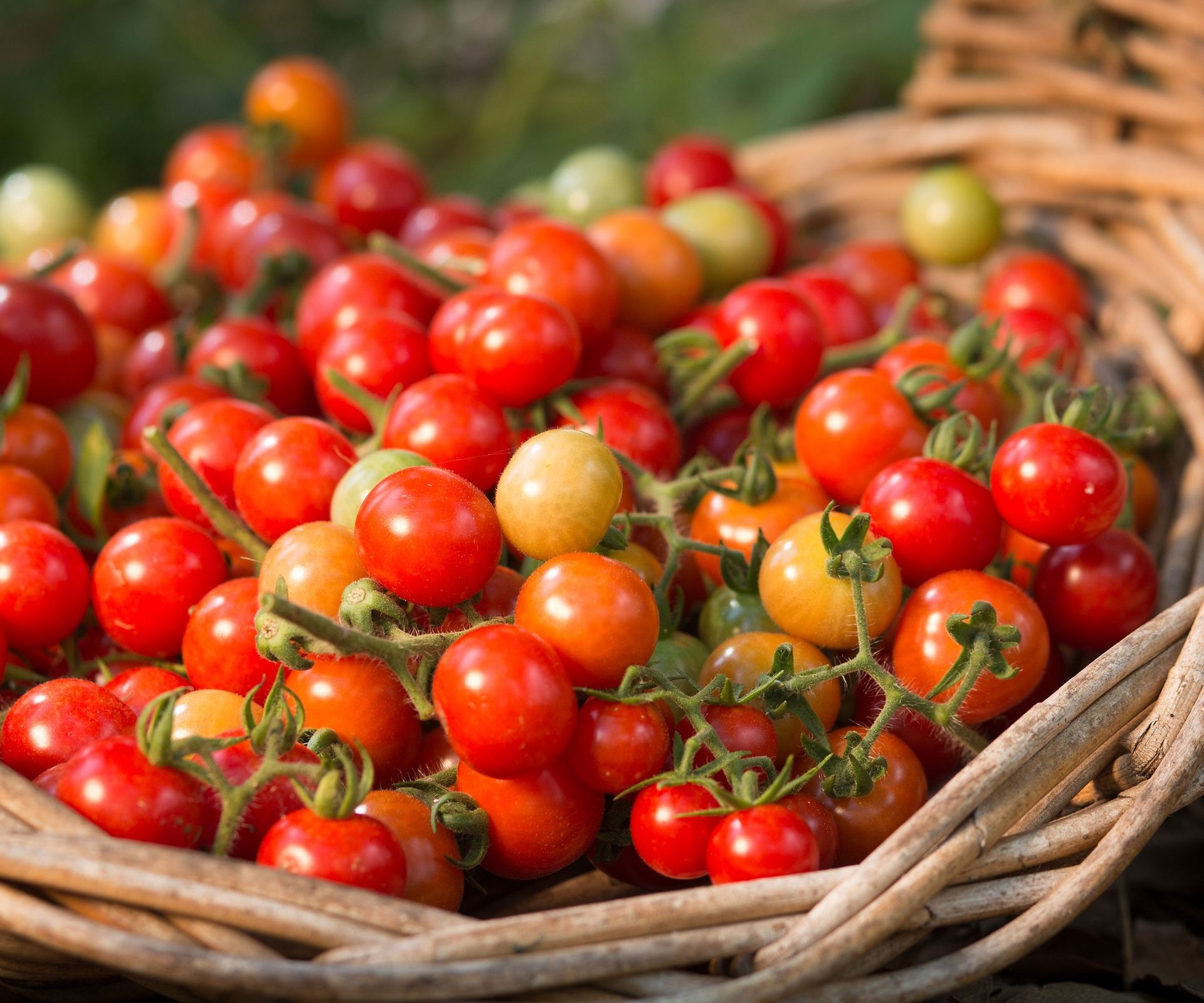 Freshly harvested Red Pearl cherry tomatoes in a bowl
