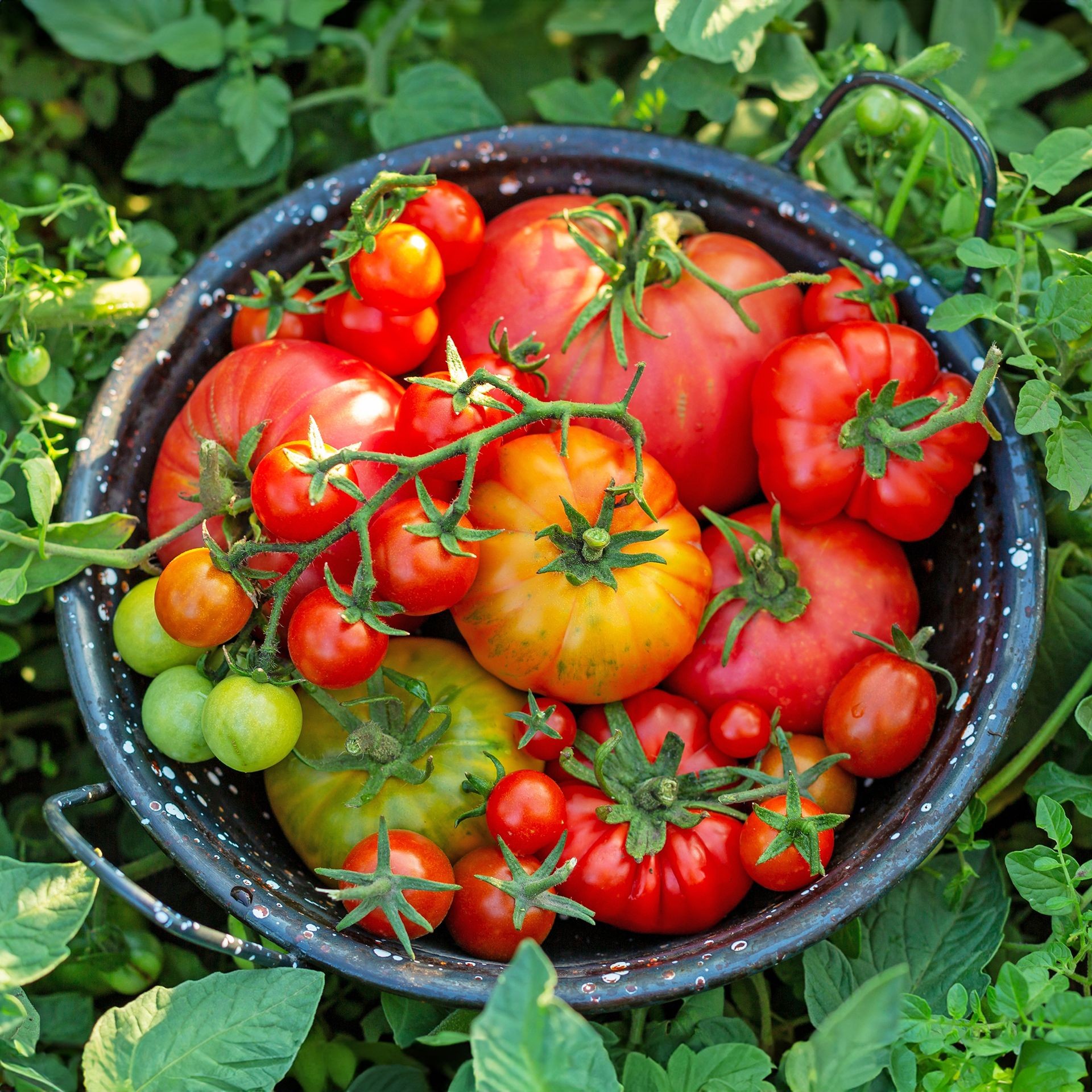 Freshly harvested red tomatoes in a colander, symbolizing a successful yield from healthy soil