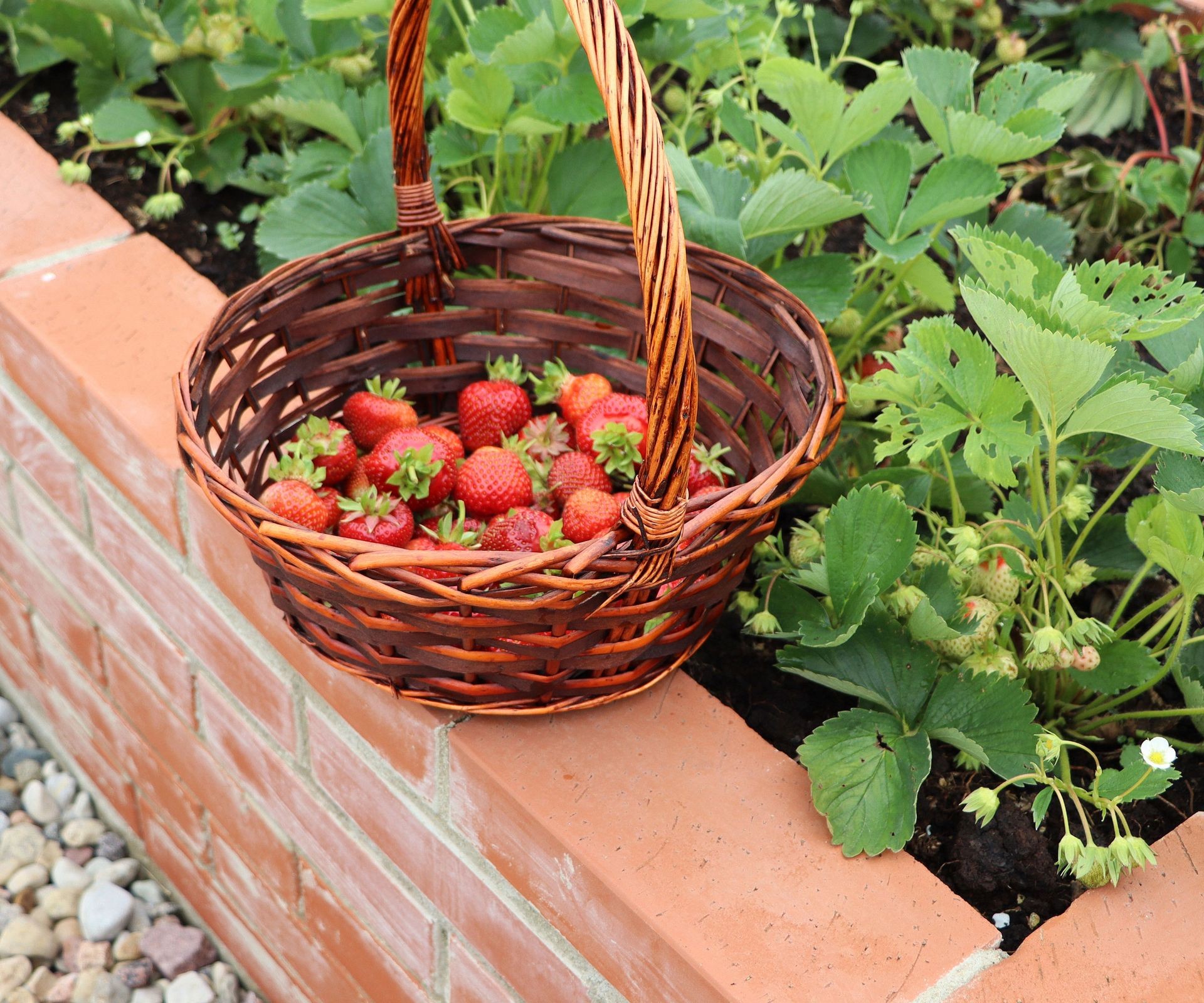 Freshly harvested ripe strawberries displayed next to healthy plants in a raised garden bed, showing successful growth